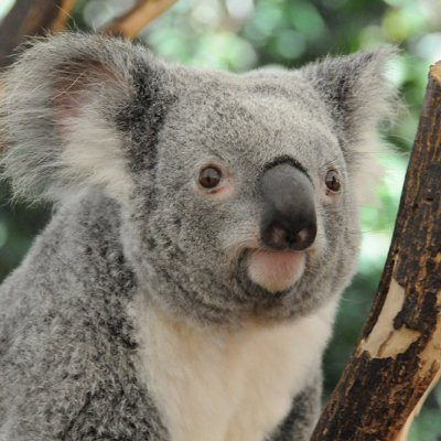 Koala populations have declined rapidly in south-east Queensland.